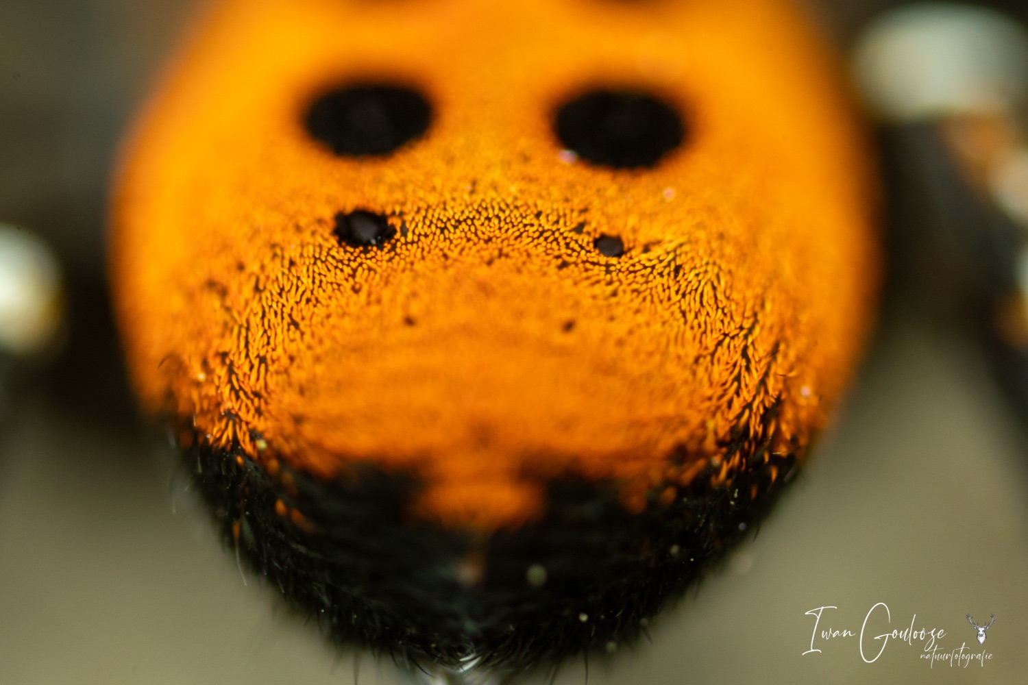 14 mei 2023 152155  R2A1618